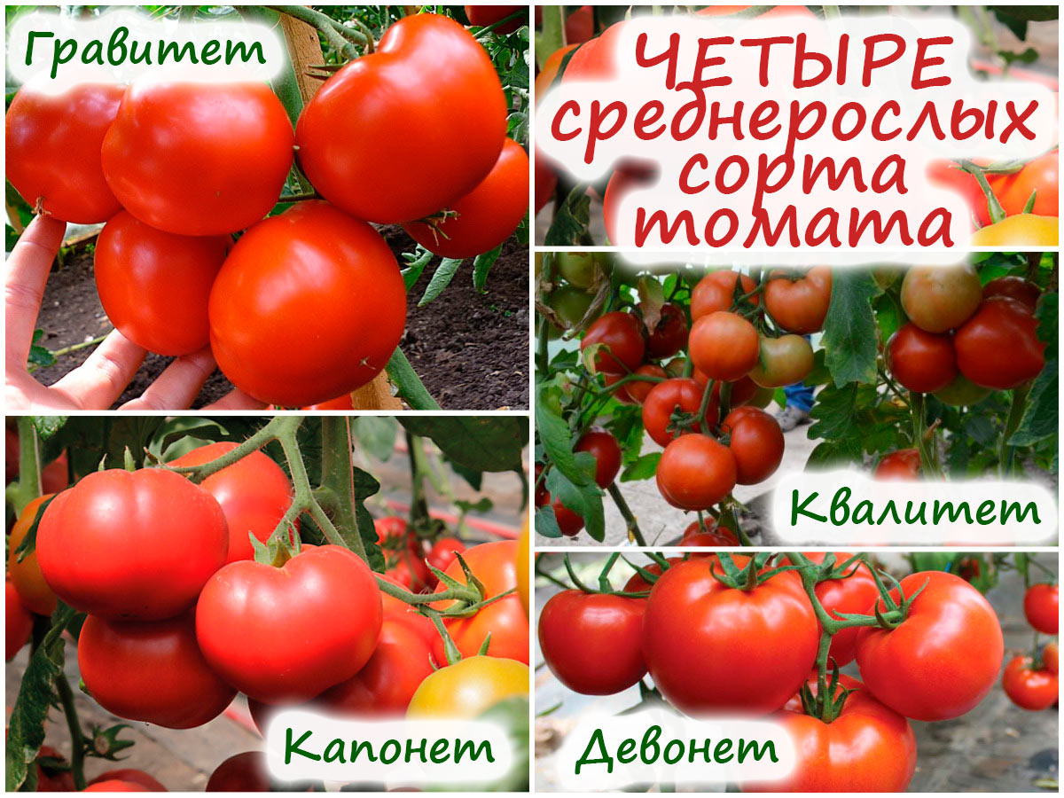4 сорта среднерослых томатов