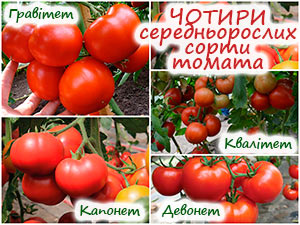 4 сорти середньорослих томатів