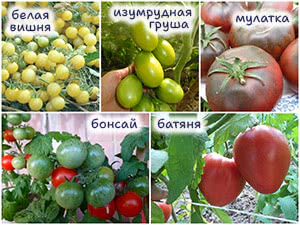 5 необычных сортов помидоров