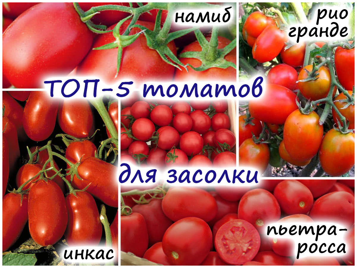 Испытанные временем 5 сортов помидоров – отличный выбор для засолки!