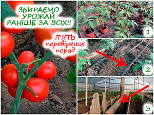 Вирощування томатів у теплиці