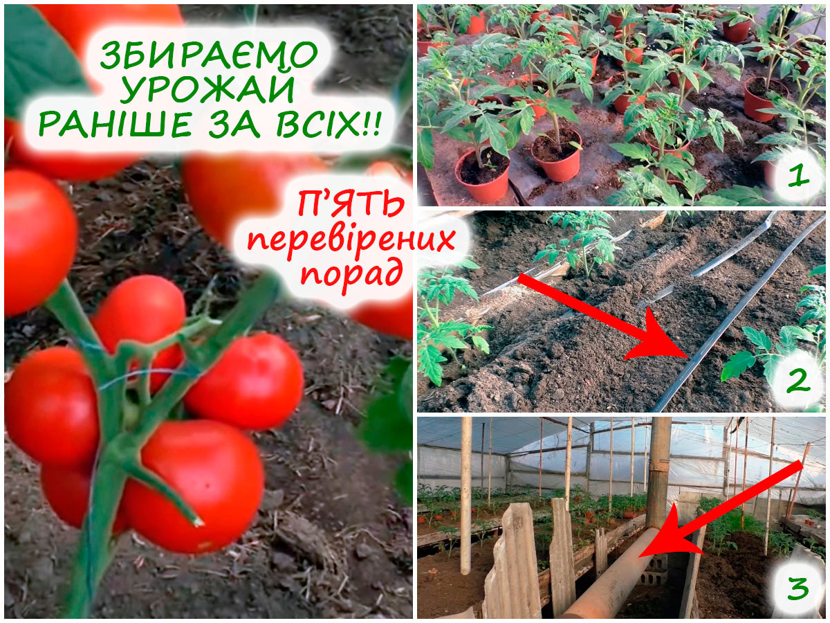Вирощування томатів у теплиці
