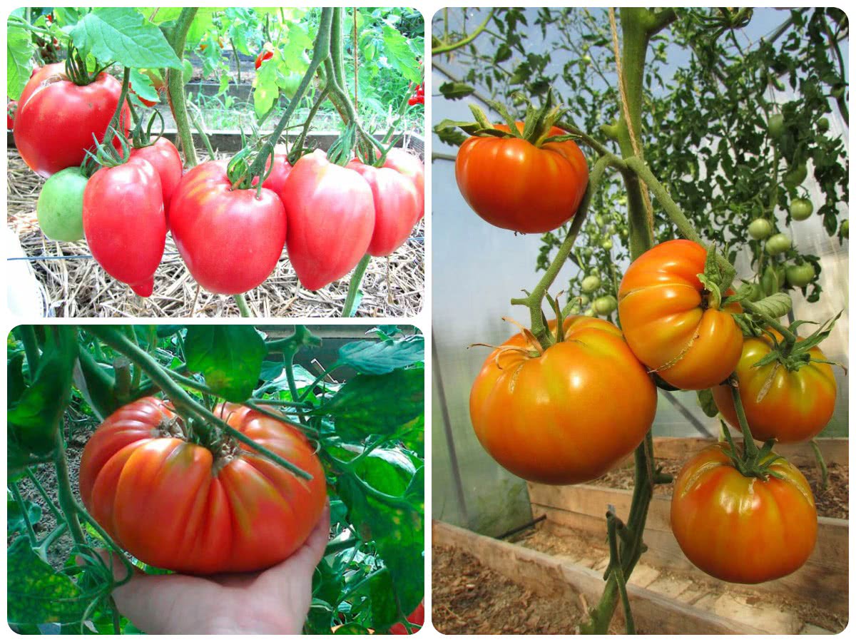 3 сорта томатов