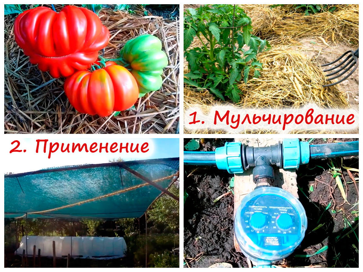 Выращивание томатов в грунте