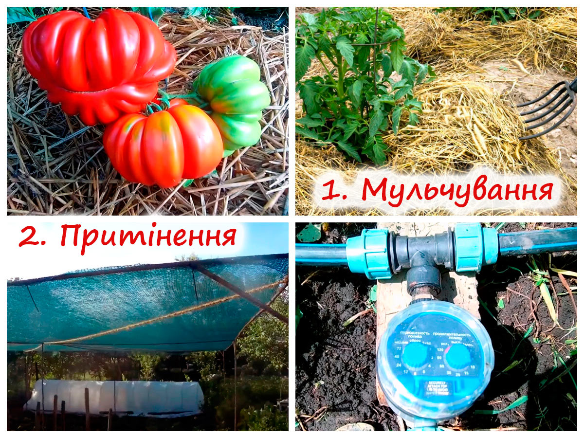 Вирощування томатів у ґрунті