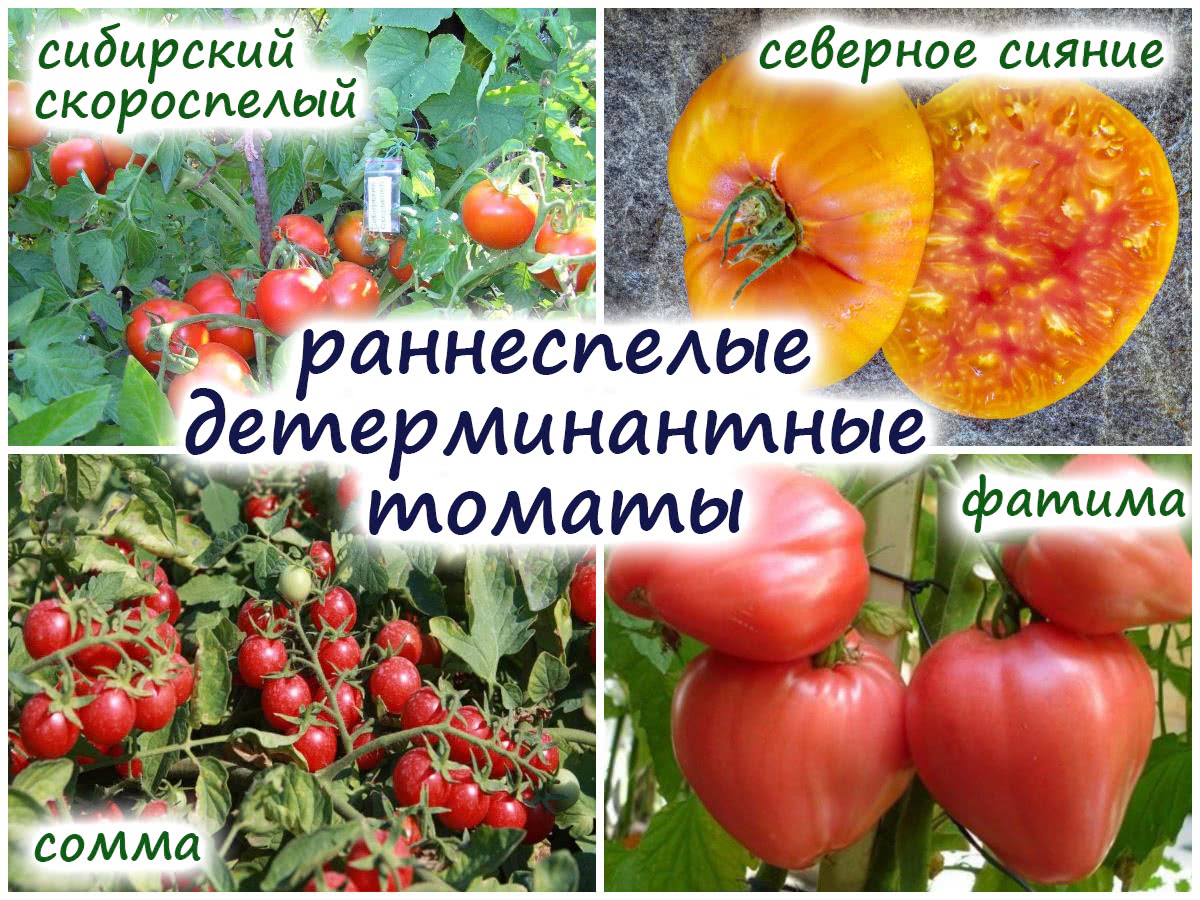 Наиболее устойчивые к фитофторе томаты – 6 сортов и гибридов, проверенныхвременем!
