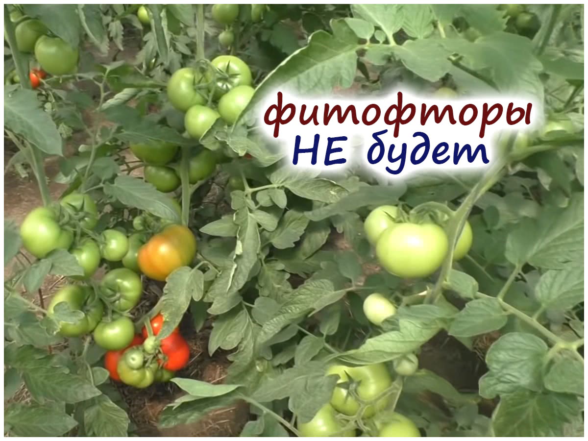 Защита от фитофторы на томатах