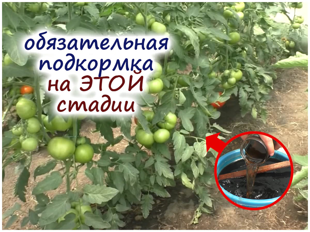 Подкормка томатов гуматом калия