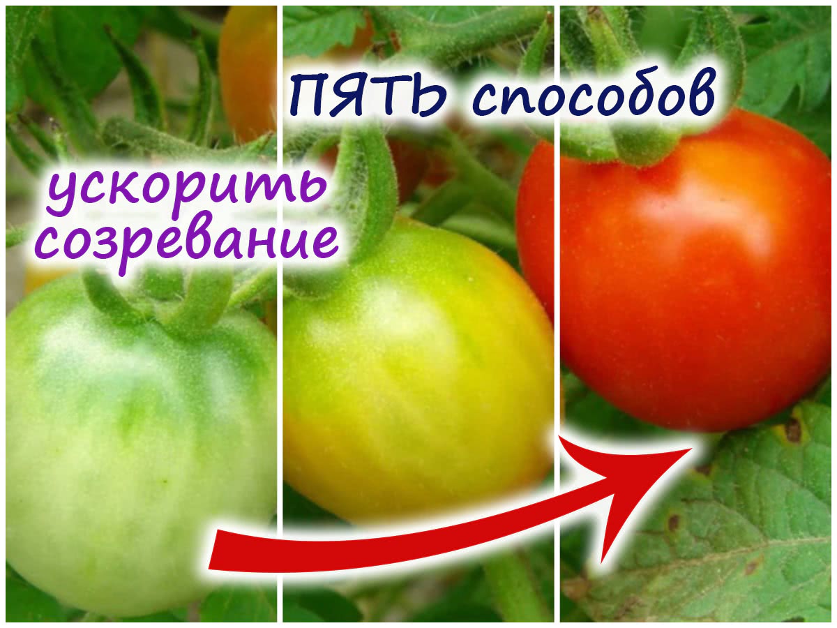 Как осенью ускорить созревание томатов – несколько проверенных временемспособов!