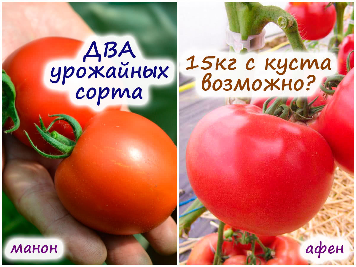 ДВА урожайных сорта томата – получится ли собрать 15 килограммов с куста?