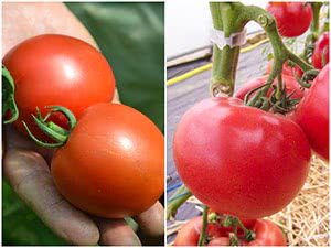 Урожайні сорти помідорів