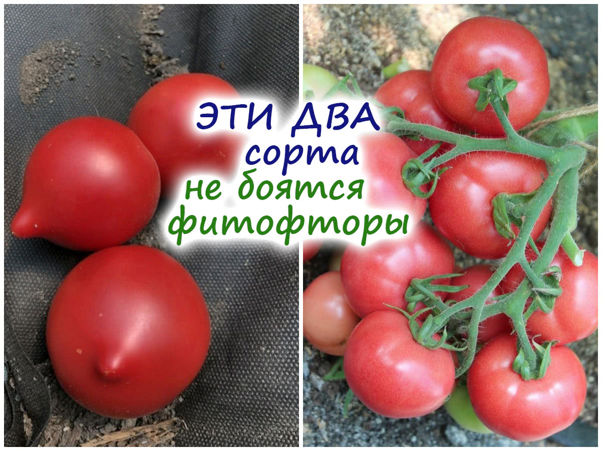 Устойчивые к фитофторе томаты