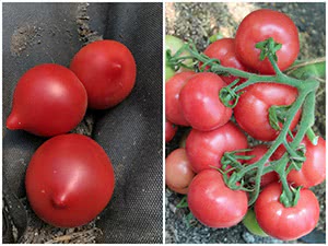 Устойчивые к фитофторе томаты