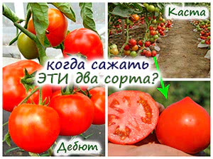 Сорта низкорослых томатов Супернова и Дебют