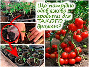 Пікірування томатів
