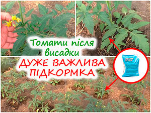 Підживлення томатів після висадки