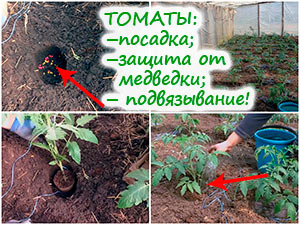 Посадка и подвязывание томатов