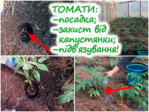 Посадка і підв'язування томатів