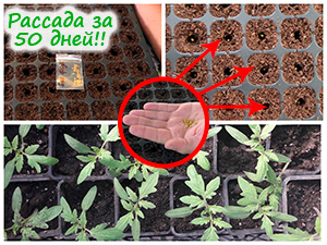 Выращивание рассады помидоров