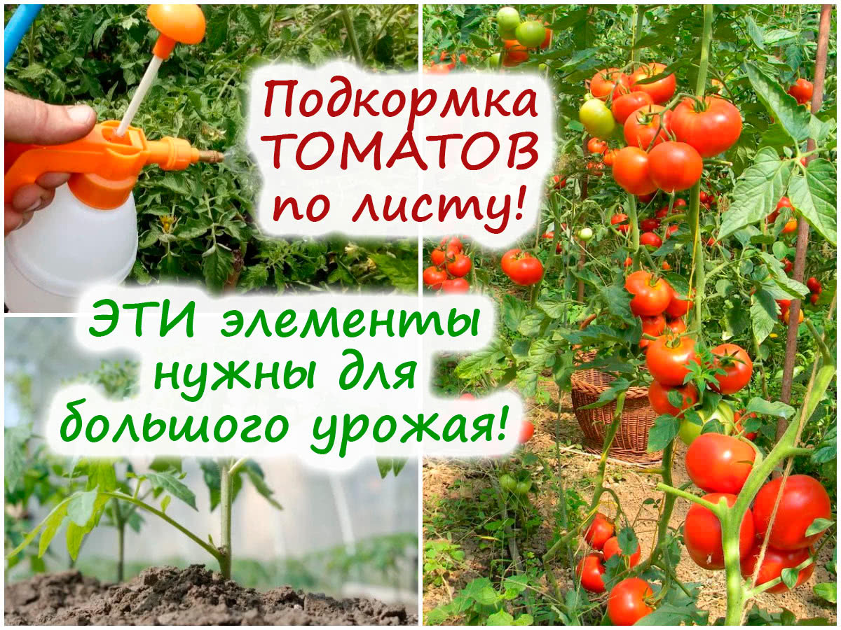 Внекорневая подкормка рассады томатов