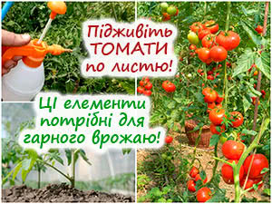 Позакореневе підживлення розсади томатів