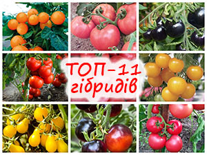 ТОП-11 гібридів помідорів