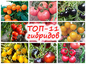 ТОП-11 гибридов помидоров