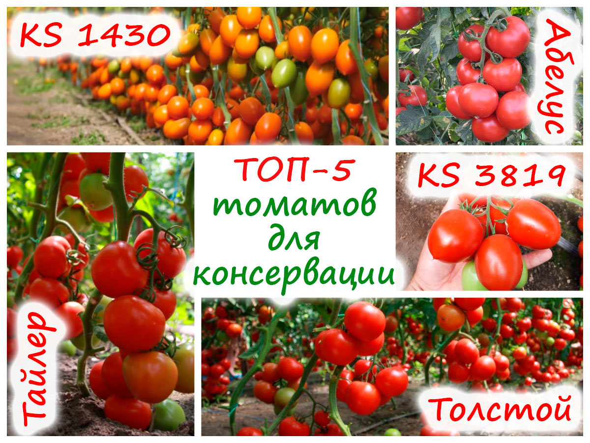 Сорта томатов для консервирования
