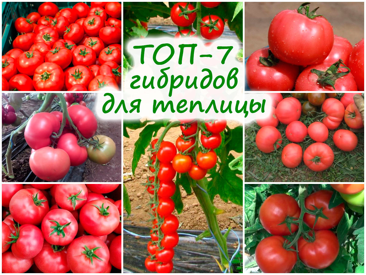 Семь сортов тепличных томатов