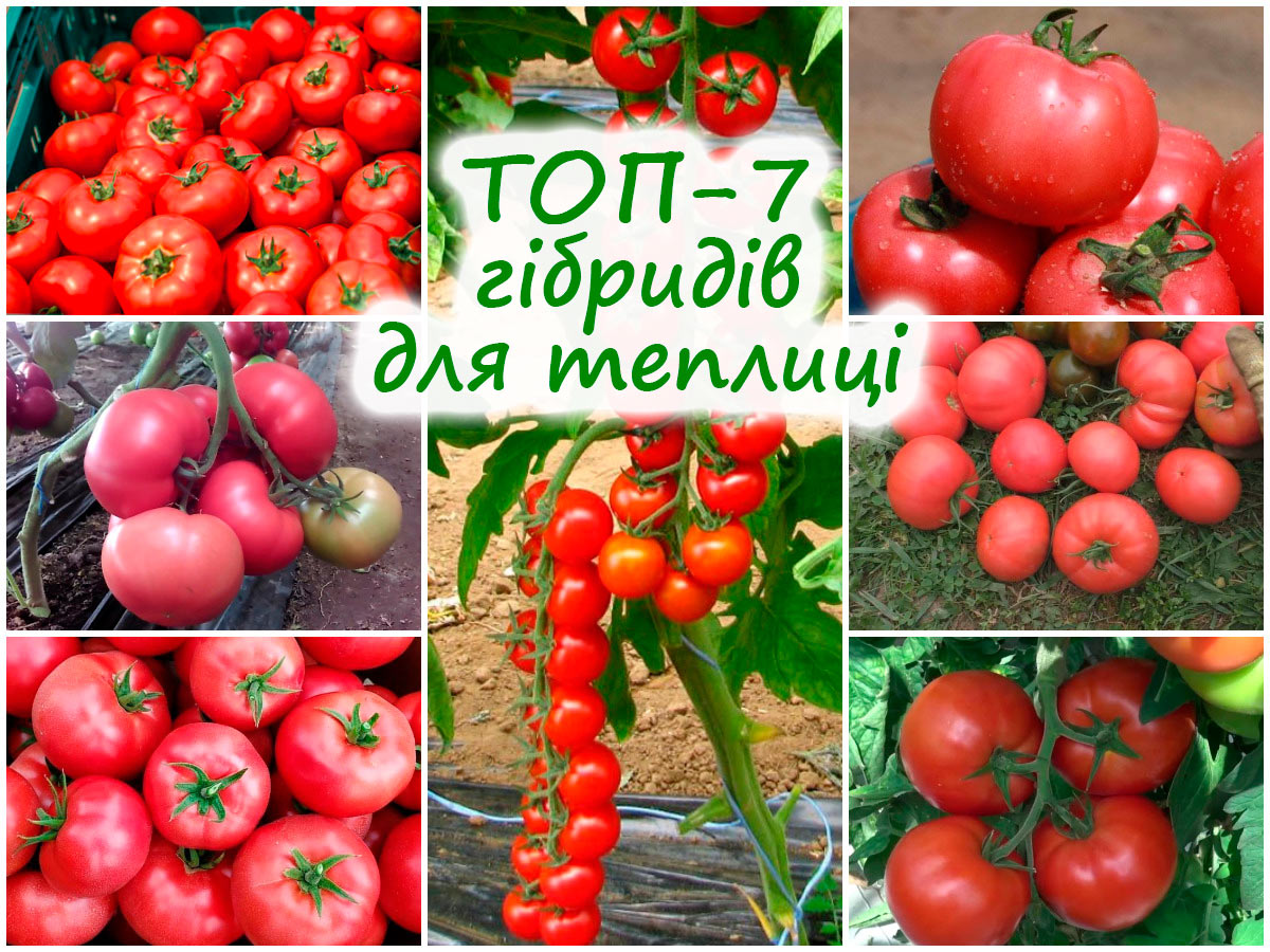 Сім сортів тепличних томатів