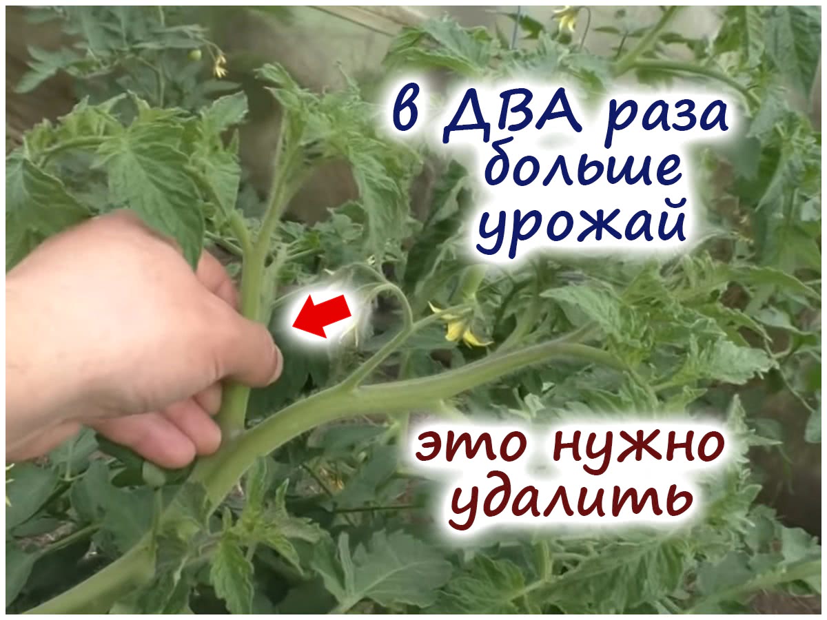 Формировка и подвязывание томатов