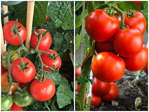 Підживлення томатів