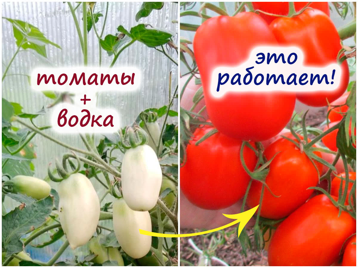 Дозаривание томатов вокой