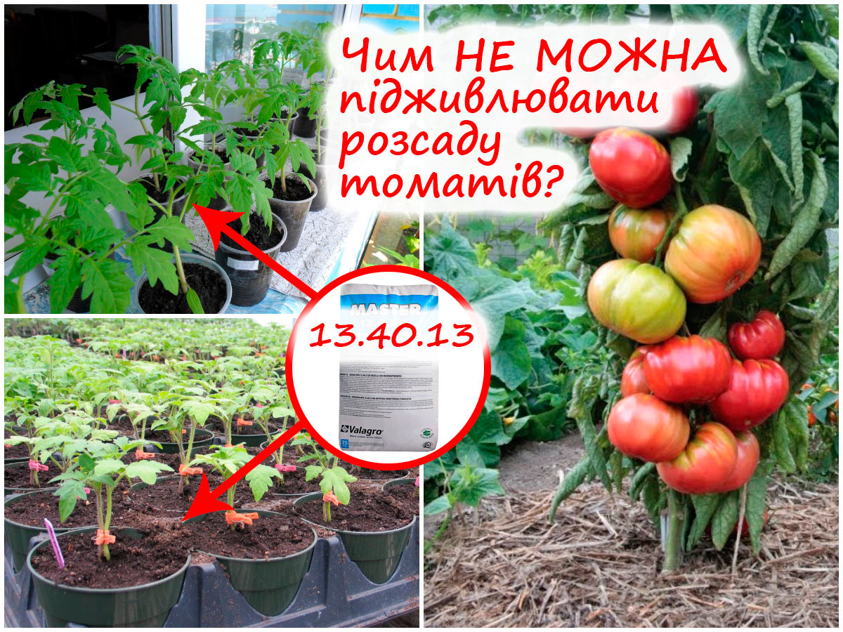 Підживлення розсади томатів