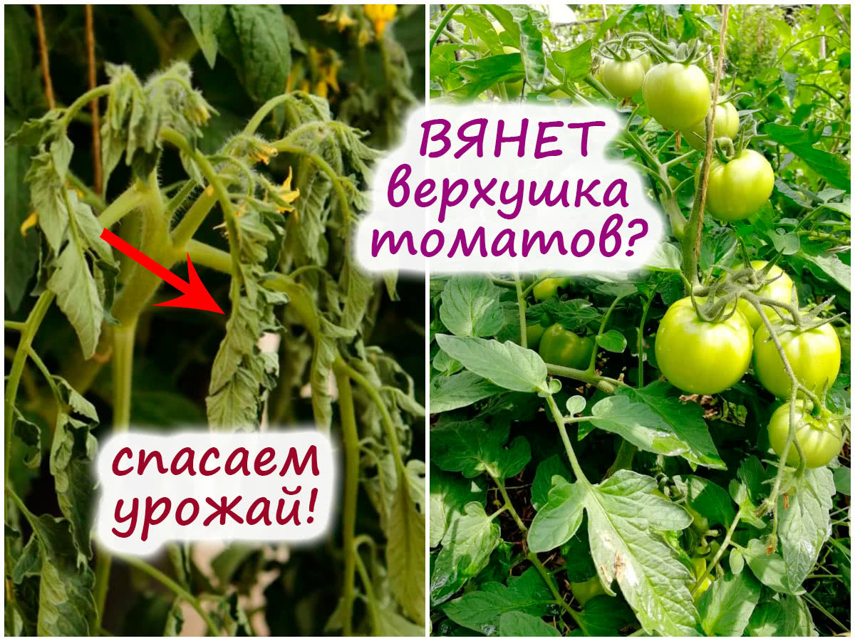 Вянет верхушка на томатах: как спасти урожай?