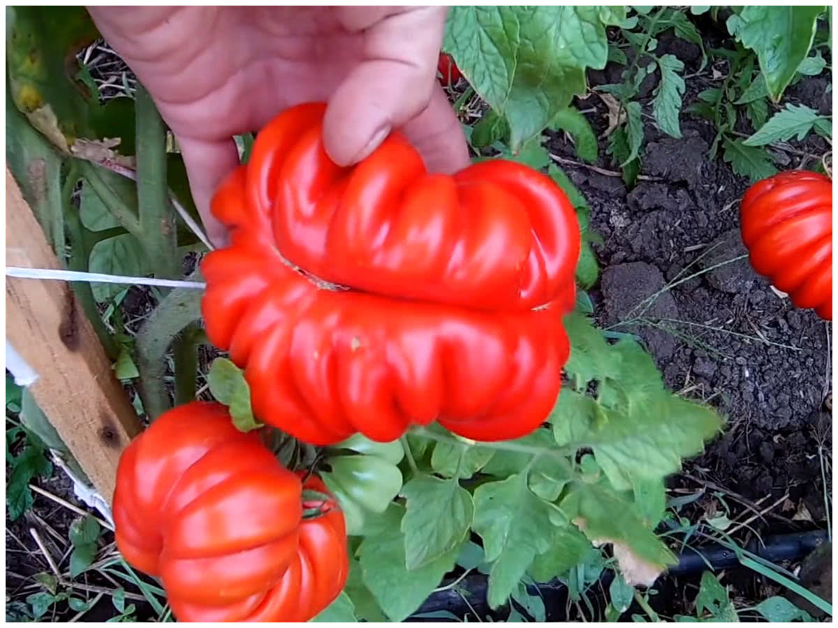 Выращивание томатов