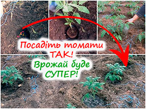 Пересадка розсади томатів у теплицю