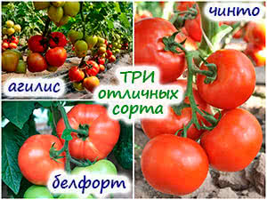 Три вкусных сорта томатов
