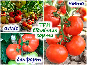 Три смачні сорти томатів