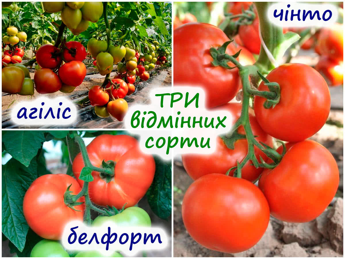 Три смачні сорти томатів