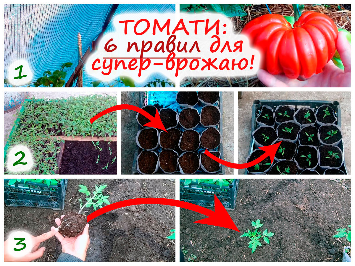 Правила вирощування томатів