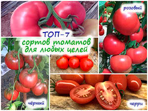 Сорта томатов ТОП-7