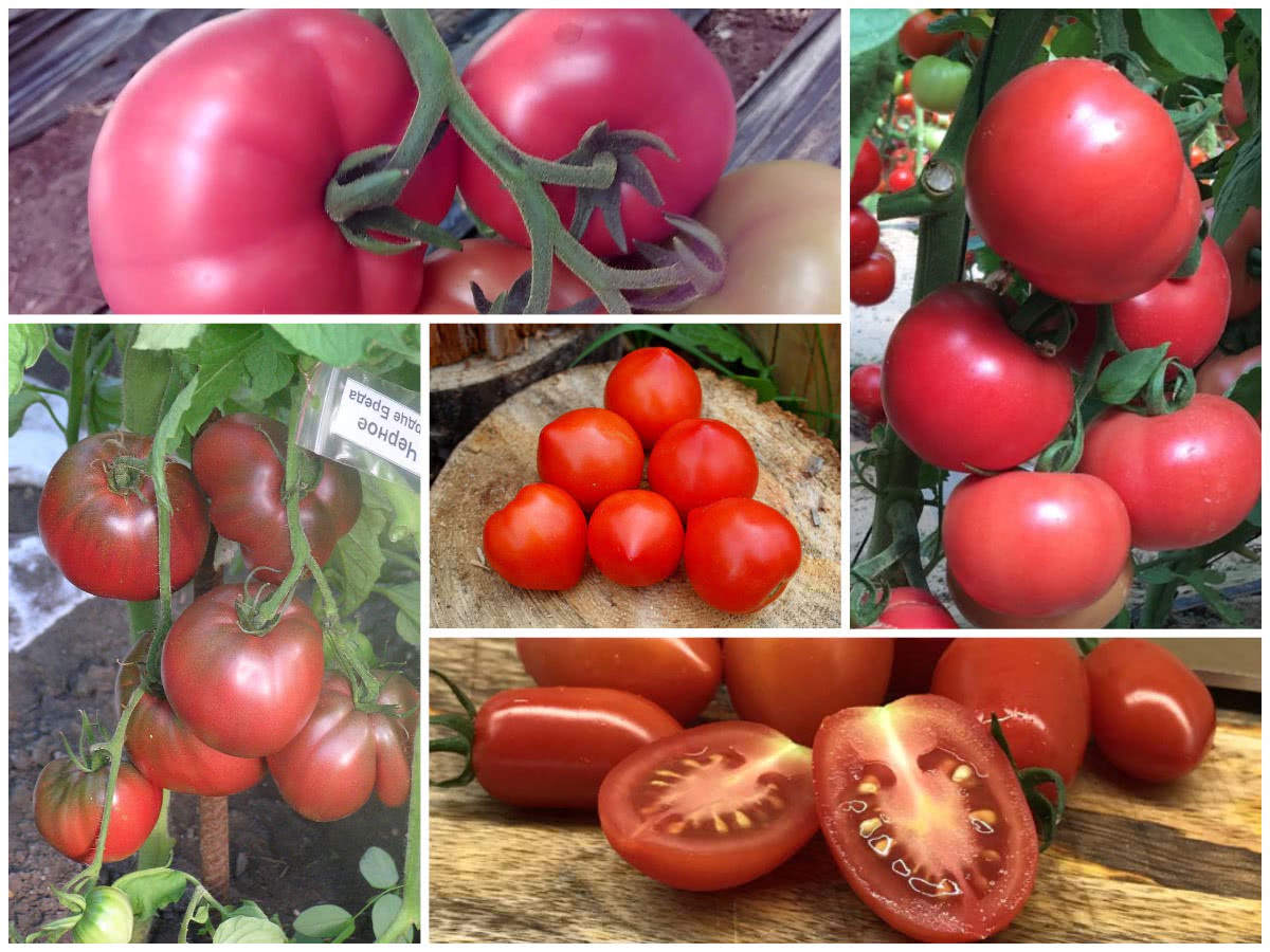 Сорти томатів ТОП-7