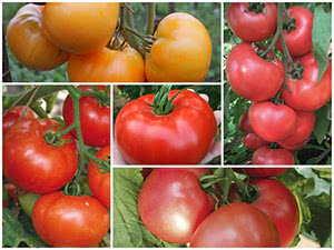 ТОП низькорослих томатів