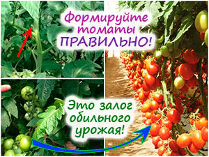 Формирование кустов помидоров