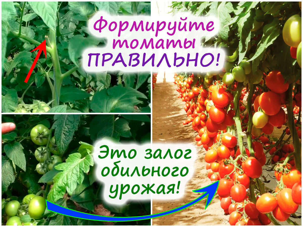Формировка тепличных томатов – как пасынковать помидоры, когда проводитьчеканку, а главное, зачем?