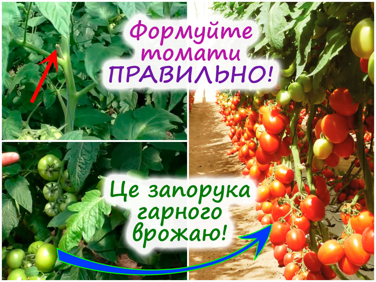 Формування кущів помідорів