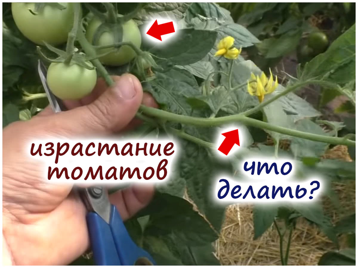 Израстание томатов