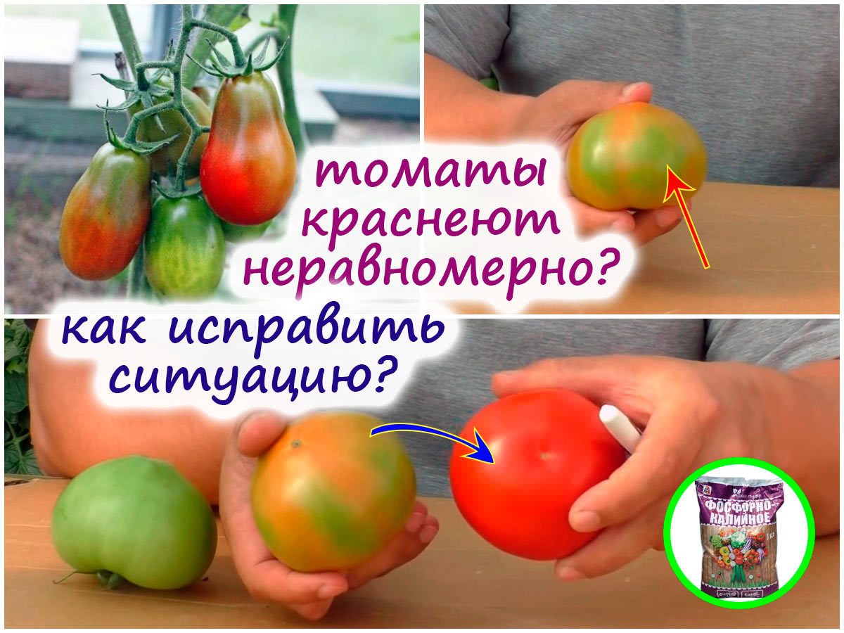 Неравномерная окраска созревающих томатов – ДВЕ основные причины проблемы икак их исправить?