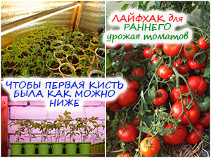 Ранний урожай томатов